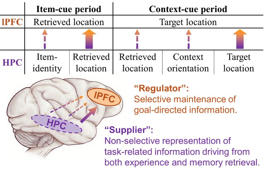 ͼ2 ���������ǰ��Ҷ�Ĺ��ֹܷ�