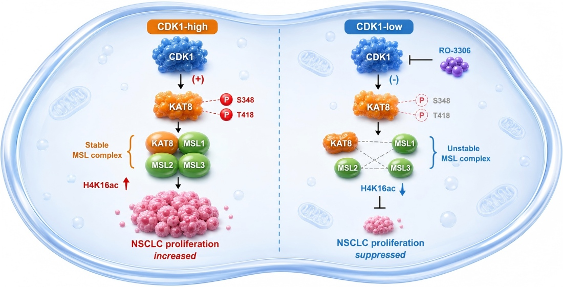 https://pub.mdpi-res.com/cells/cells-15-00897/article_deploy/html/images/cells-15-00897-ag.png?1782282587